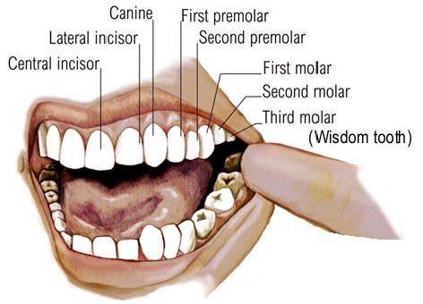 Molars