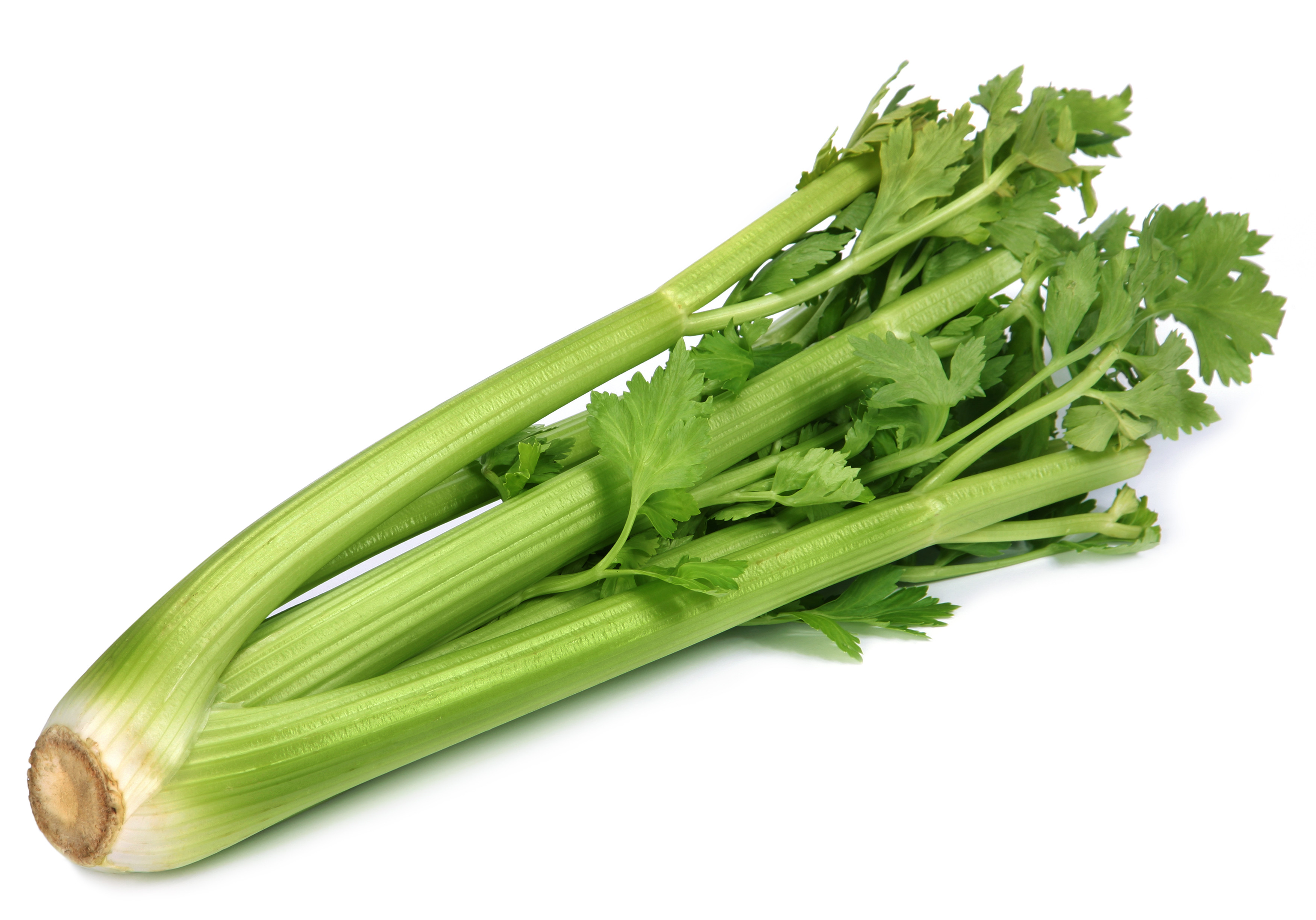 chewing celery