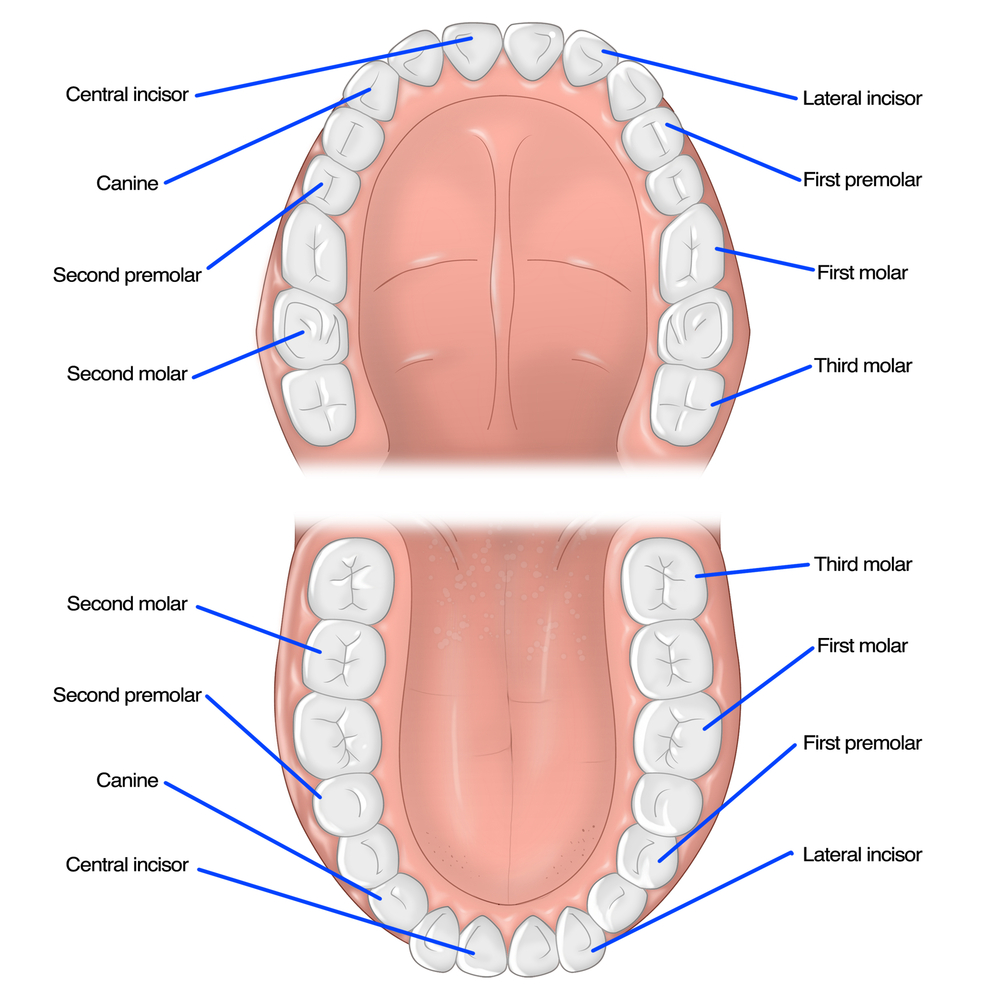 The importance of your teeth